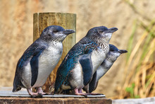 A Group Of Little Blue (or Fairy) Penguins, The World's Smallest Penguin, Native To Australia And New Zealand