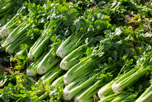 Green Celery Harvested On Vegetable Farm