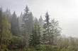 © Андрей Старцев - Foggy morning in the summer forest, Ural