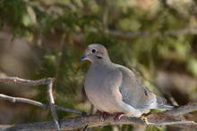 Mourning Dove In Cedar Tree