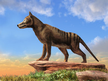 Thylacine Was The Largest Carnivorous Marsupial. Now Extinct, The Last Known Died In 1933 In Tasmania. Also Known As A Tasmanian Tiger Or Wolf. 3D Rendering
