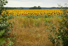  Yellow Field Of Sunflowers Grows In Ukraine