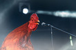 red rooster singing on stage microphone