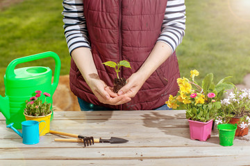 Wall Mural - Gardeners hand planting flowers in pot with dirt or soil. Woman care of flowers in garden or greenhouse. gardener is happy for results.