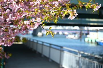 Wall Mural - ２０２０年東京オリンピックの年の東京の風景　２月のお台場水の公園広場で咲く河津桜