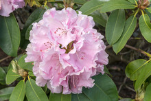 Pink Blossoming Rhododendrum Flower At Park, Rotorua, New Zealand