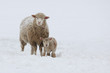 Mother sheep and young lamb standing in a field of snow