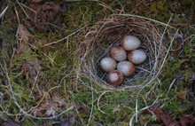 European Robin( Erithacus Rubecula) Nest With Six Small Eggs Shot In A Nest Box