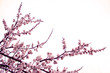 Close up cherry blossom on  white background - Stock image. Blooming Japanese sakura buds and flowers on light sky with copy space.