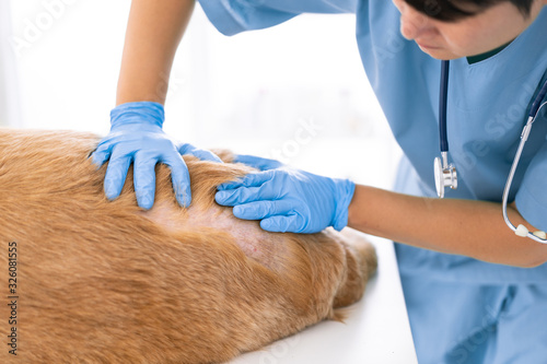 Unidentified veterinarian exam the dog skin problem, concept of healthcare, medical and skin disease in pet animal.