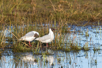 Sticker - Couples Black-headed gulls sitting on the beach at the water