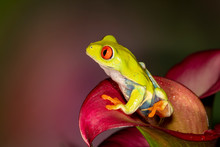 Red-eyed Green Tree Frog Sitting In A Cali Lily	