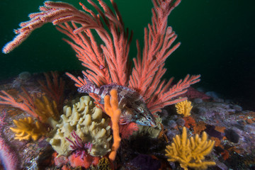 Wall Mural - Palmate sea fan (Leptogorgia palma) with a barred fingerfin fish 