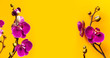 Beautiful purple Phalaenopsis orchid flowers on bright yellow background. Tropical flower, branch of orchid close up. Pink orchid background. Holiday, Women's Day, March 8, Flower Card flat lay