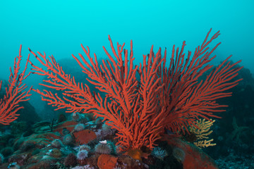 Wall Mural - Palmate sea fan (Leptogoria palma) growing on the rock with some sea urchins around it.