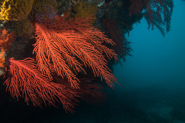 Wall Mural - Large red Palmate sea fans (Leptogoria palma) growing out of the side of the reef.