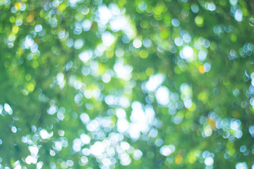 Wall Mural - beautiful abstract natural bokeh of tree leaves for nature background