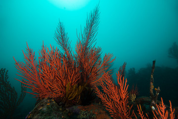 Wall Mural - Red Palmate sea fans (Leptogoria palma) covering a rock with sunlight shining through.