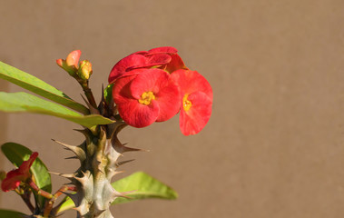 close up of Euphorbia mili flowers in bloom