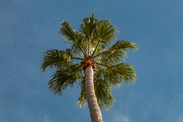 Wall Mural - Looking Up a Palm Tree Into a Blue Sky, California