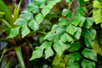 Wall Mural - the detail of tropic plant in a greenhouse