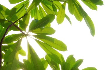 devil tree leaves with branches and day light on white isolated background for green foliage backdro