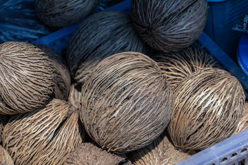 Close up dried seed from devil tree or suicide tree.