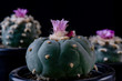 Close up of Lophophora fricii with a beautiful pink blooms