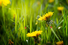 Mysterious Spring Or Summer Eco Background With Blooming Yellow Dandelions Flowers Blossom On Fresh Clean Green Lawn And Two Red Ladybugs Sitting On Blade Of Grass On A Sunny Day
