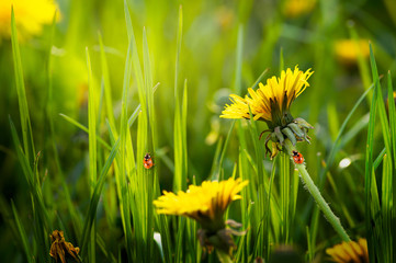 Mysterious spring or summer eco background with blooming yellow dandelions flowers blossom on fresh clean green lawn and two red ladybugs sitting on blade of grass on a sunny day