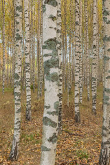  Birch trees with fresh green leaves in autumn. Sweden, selective focus