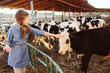 © mashiki - kid girl feeding calf on cow farm. Countryside, rural living, agriculture concept