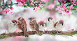 © nataba - natural background with birds sitting on branches with pink Apple blossoms in the spring may Sunny garden