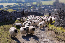 Sheep Moving Day