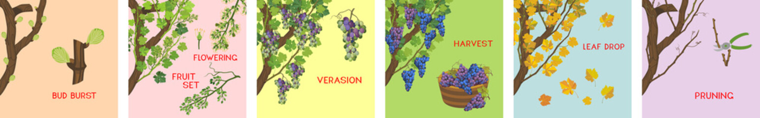 Wall Mural - Annual growth life cycle of grapevine. Grapevine development and ripening stages