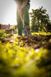 Senior gardener gardening in his permaculture garden - using a spade