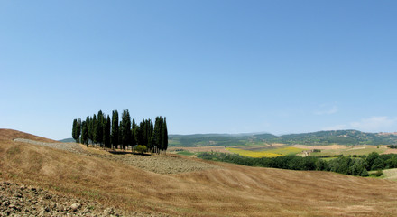 Wall Mural - Toscana cypress hill - Italy