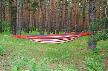 Multicolor hammock stretched with ropes between two pine trees on lawn in forest