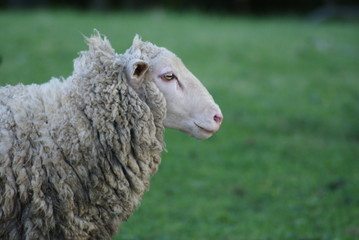 Wall Mural - Sheep