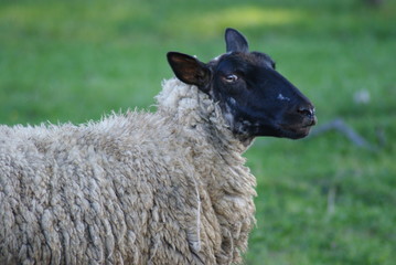 Wall Mural - Sheep