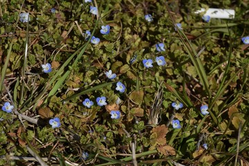 Canvas Print - The Veronica persica makes a cobalt blue small flowerbloom a lot at early spring,and is the entomophilous flower to which an insect is invited by honey.