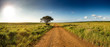 Panoramic view with gravel road and lonley tree into South African Savanna of iSimangaliso Wetland Park (high resolution)