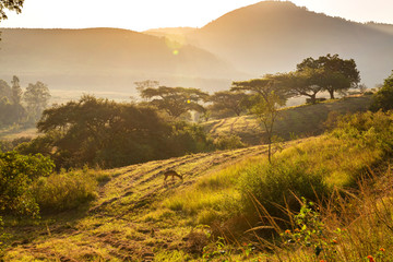 Wall Mural - Sunrise with lens flare over grass hills with grazing impala and mountain background in Mlilwane park, Swaziland