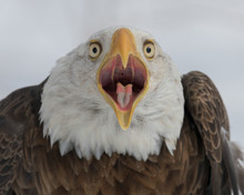 Bald Eagle Closeup With Open Mouth Against White Winter Background