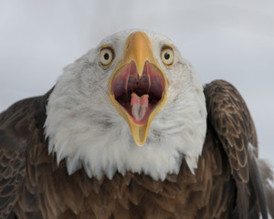 Sticker - Bald eagle closeup with open mouth against white winter background