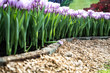 field of hyacinths