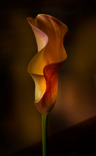 Macro Calla Lily Flower 
