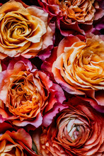 Overhead Shot Of Pink And Orange Ombre Roses