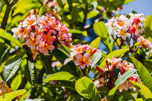 Fotografía pink frangipani or plumeria tree shot outdoor under strong sunshine