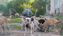 Funny Cute Little Piglets At An Animal Farm. Little Piglets Household. Lovely Pets.